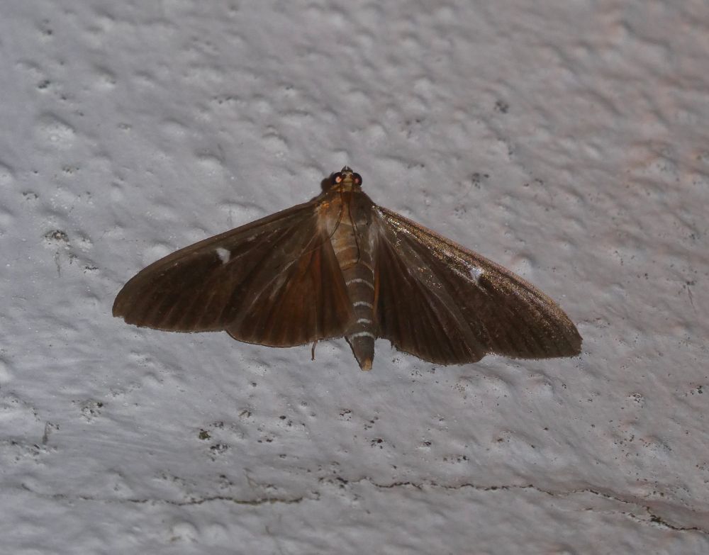 Box Tree Moth also comes in a Dark Morph....