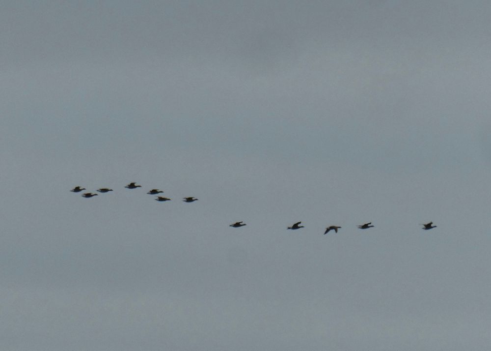 Brent Geese, flying south right over @shiphaybirder's head!