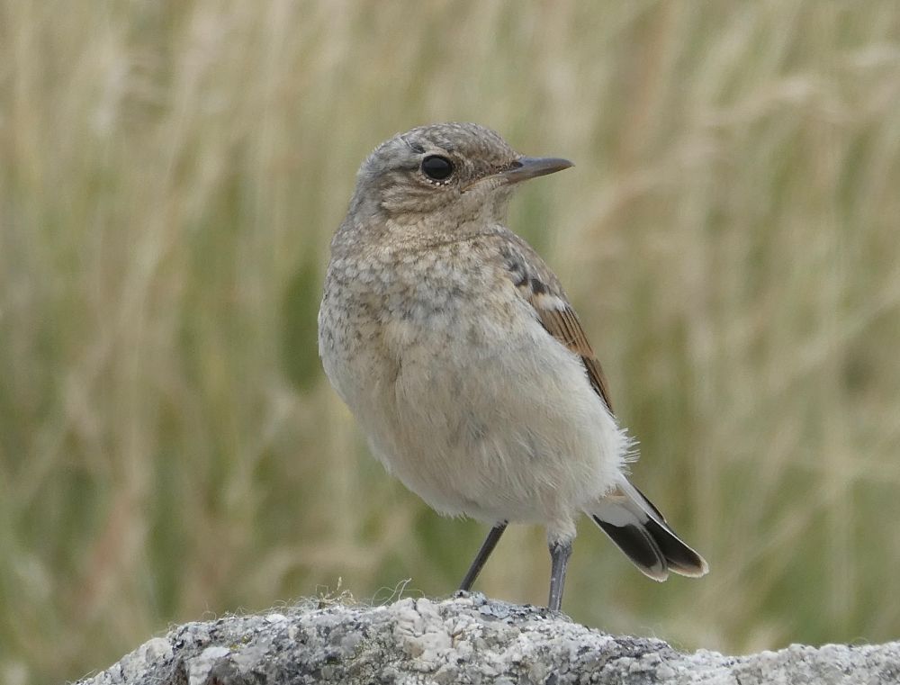 Shameless clickbait!
Juvenile Wheatears are sometimes very unafraid of you, and if you sit quietly, they'll come right up and say "Got any sammiches?"
