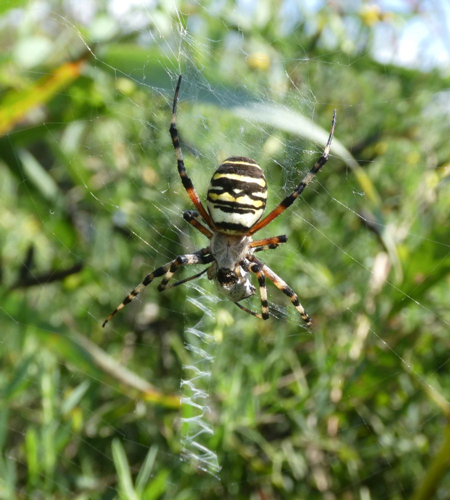 Wasp Spider with lunch, Black Hole Marsh, Seaton.

Note the zig-zag stabilimentum, a web feature used by several species of debatable and possibly varied function.
I suspect that in the case of Wasp Spiders, it has multiple functions; making the web more visible to large mammals blundering through the long grass the spiders live in, and so less likely to destroy it, while also helping to break up the outline of the spider itself to hide from passing birds.