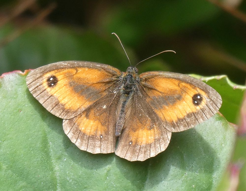 Another Gatekeeper, this time posing in the way I'd like more butterflies to!
Note double white dots in forewing eyespots.