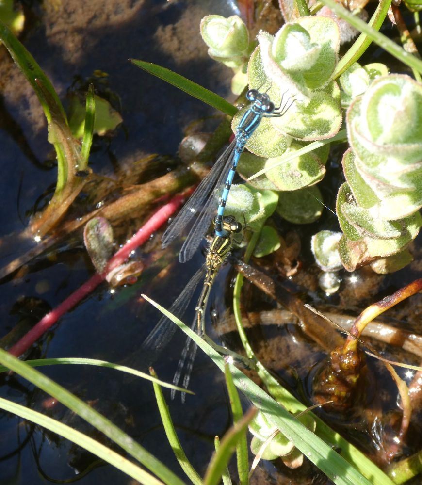 Ovipositing