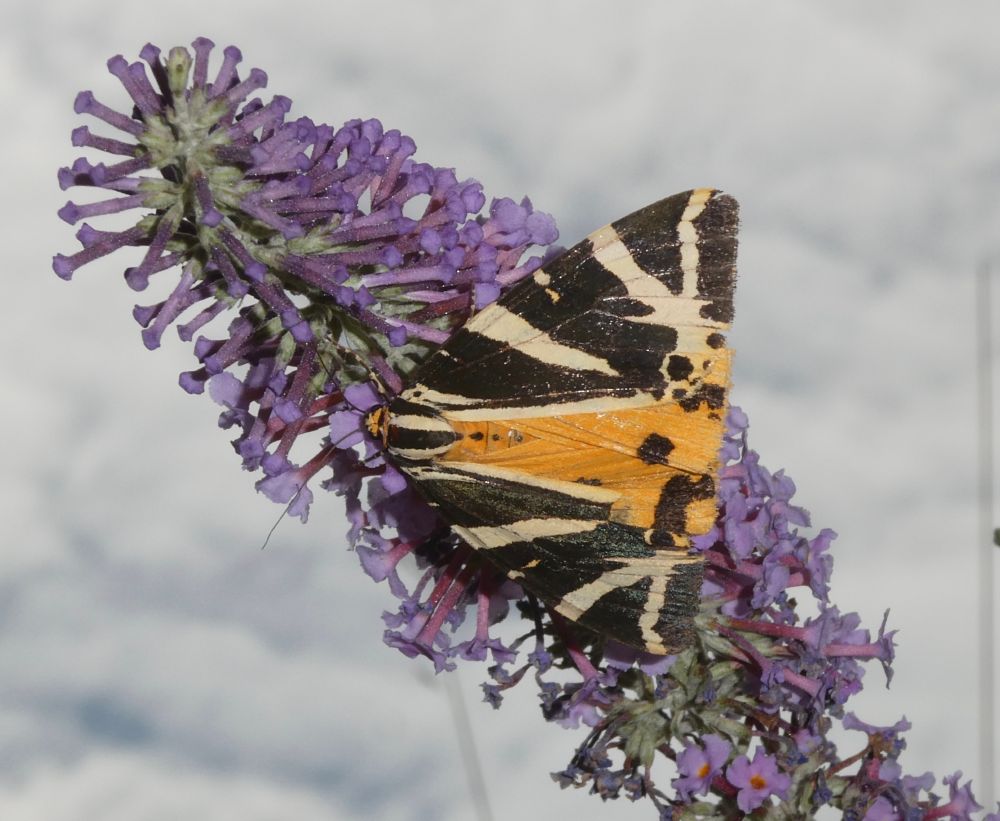 Jersey Tiger!
Feeding upside-down on a Buddleia, so flash employed to defeat the sky
{Ha! Take that, sunlight!}