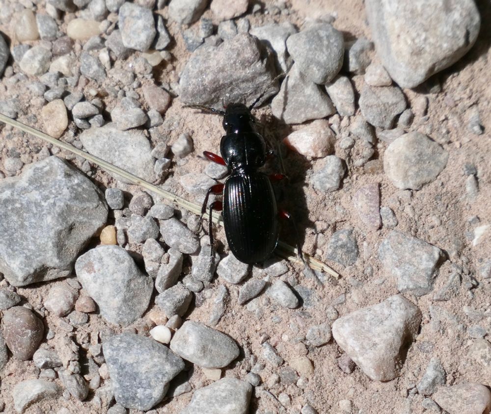 Common Blackclock