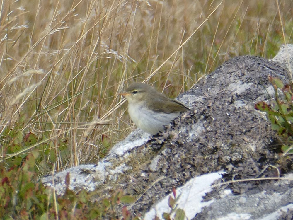 Fresh juvenile {yellow gape, still}, Chiffchaff on the top of the tor {??}