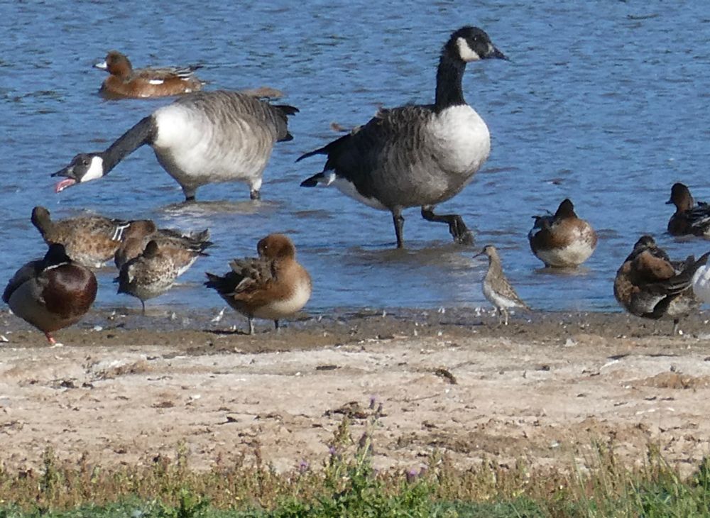 Pec Sand or Giraffe?!?!