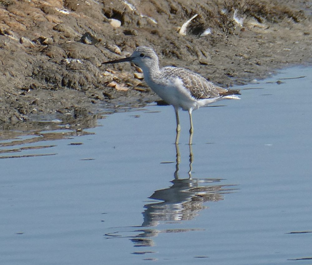 Greenshank, doing what I wish the Marsh Sand would have done..