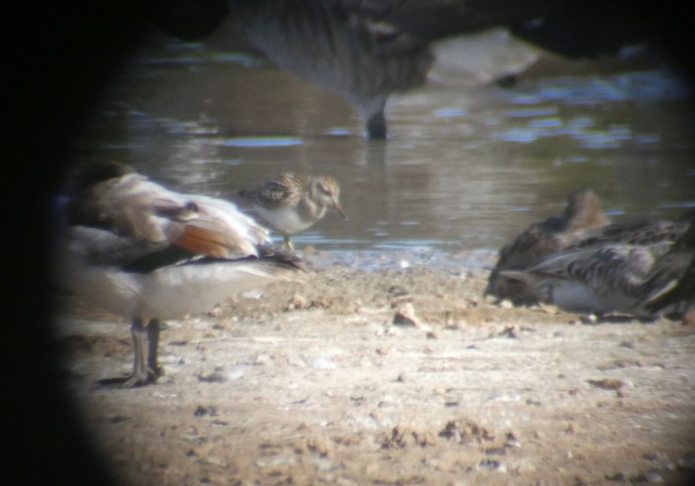 Pectoral Sandpiper, appearing from behind a juvie Shelduck.