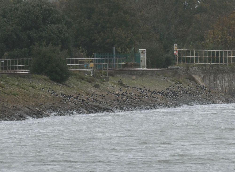 Cockwood Oystercatcher roost, the only bird gathering close enough to photo respectably. {Well, sort of}