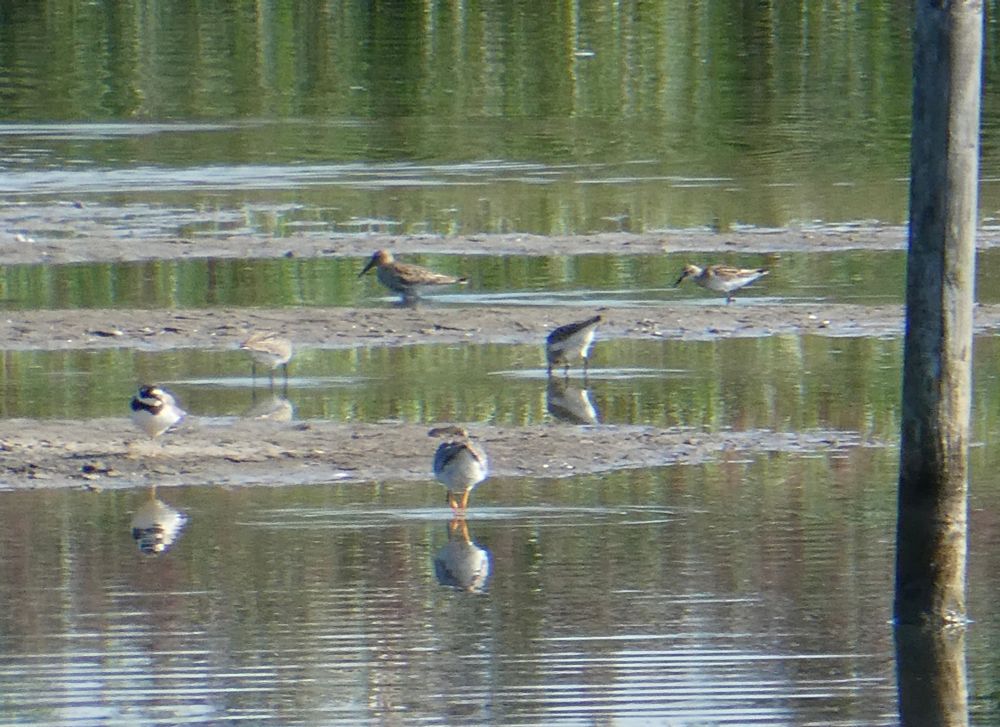 A mix of small and smallish waders.
Redshank arse-on {le gasp, un word de naughty.!}, Ringed Plover looking bored, two unhelpful Dunlin, and one helpful Dunlin posing next to target bird, a Little Stint.
Observe how the stint is smaller and brighter and differently shaped and posed to the Dunlin {which as default small wader is what you compare all else to}