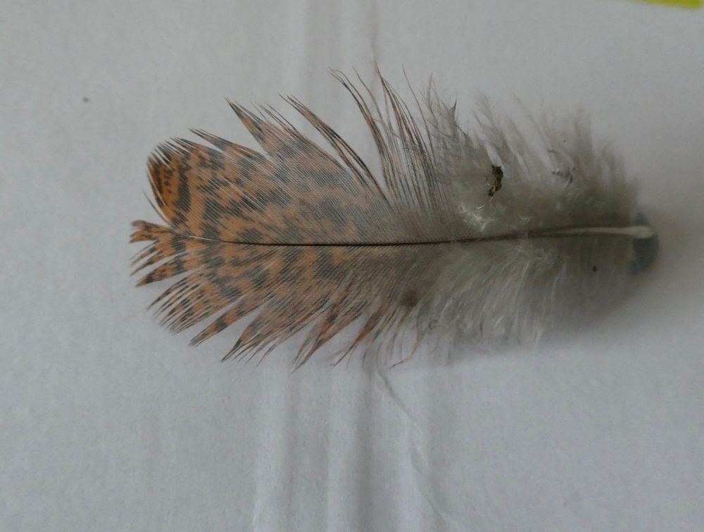 Feather from said path. Hmm, wonder what species this is from??