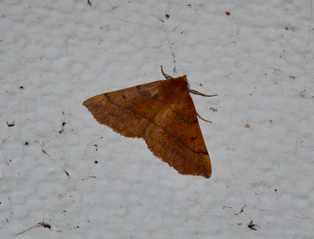 Not there this morning; a male Feathered Thorn. 
This chap is slightly lacking in white spot on the left wing and very lacking in one on the right, but he's still a Feathered Thorn {by date alone from Scalloped Oak form unicolour}.