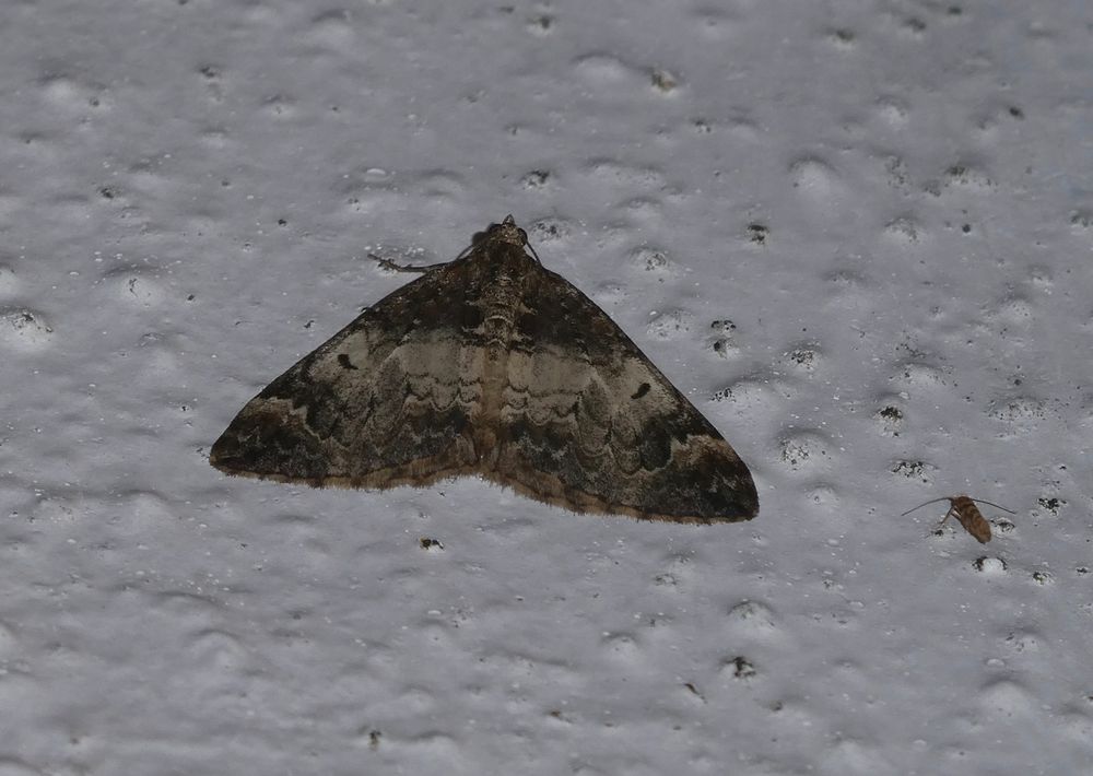 Common Marbled Carpet, with a bonus micro! I think it's Delplanqueia dilutella