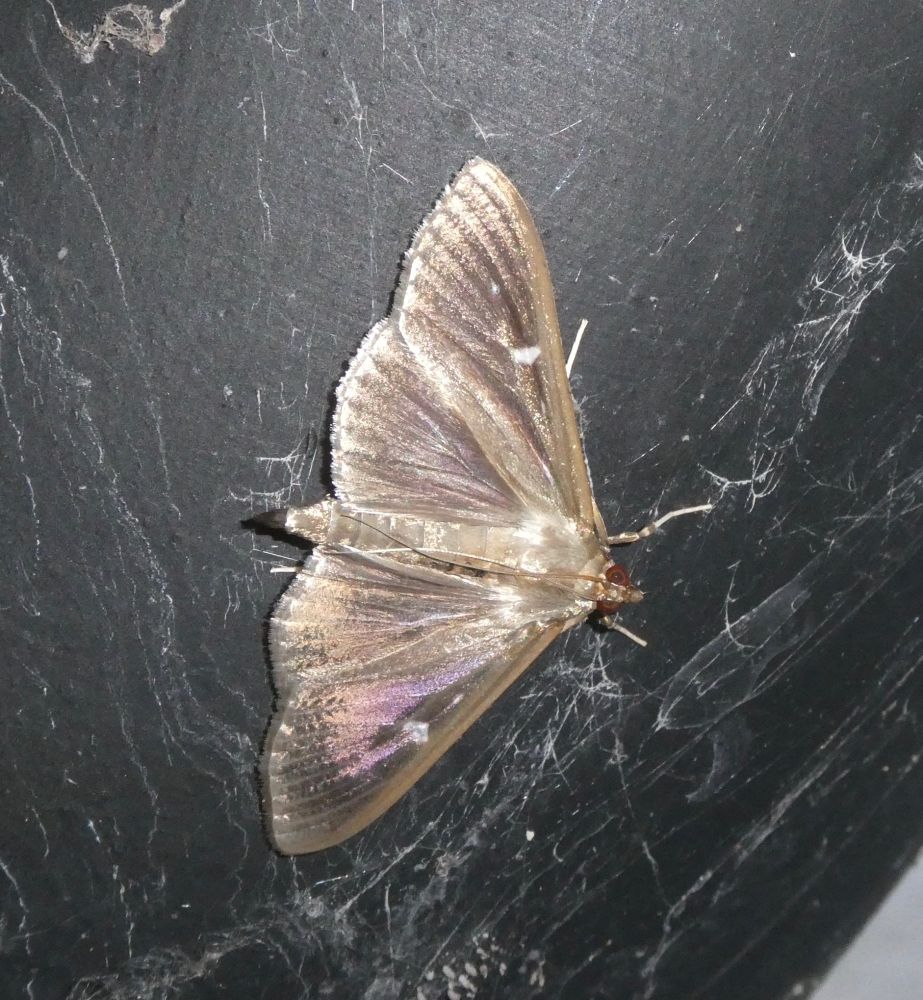 Dark morph has a wonderful purple metallic sheen