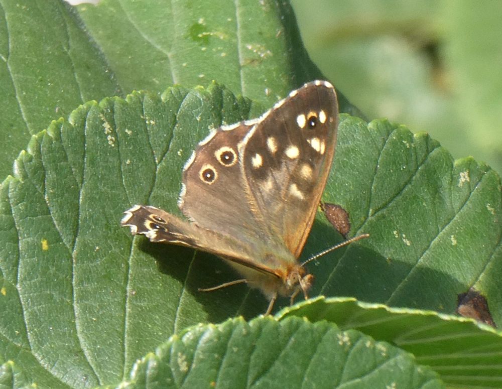 Speckled Wood, actually in a tree for once.