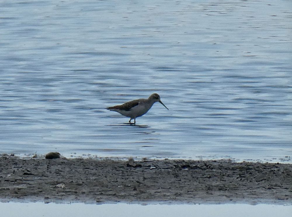 Here the Marsh Sand is much closer-to, but in even worse light...