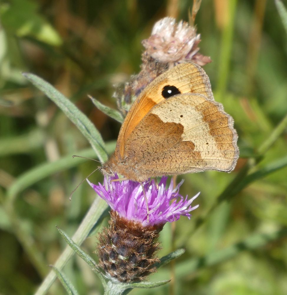 Meadow Brown? Nope! Gatekeeper hiding one of its two white dots in the black eyespot. Sneaky...