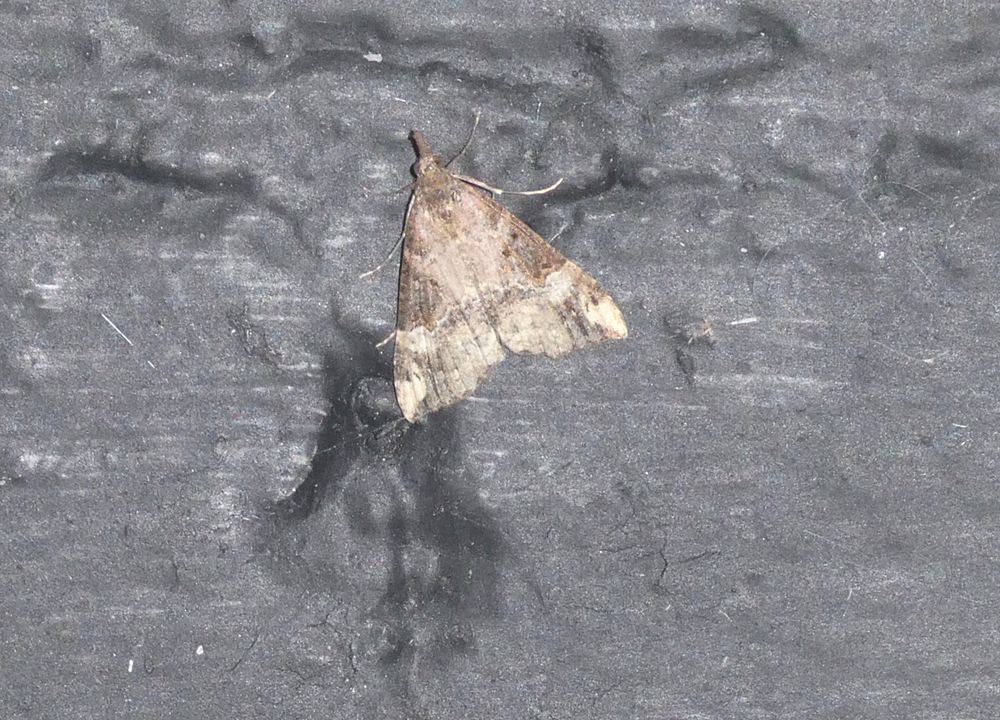 Paignton Snout.
Finally got a half-sharp photo of one!