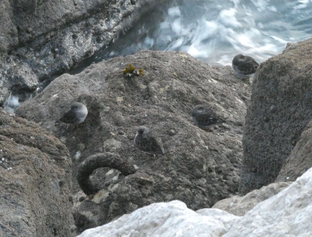 Roosting Purple Sands