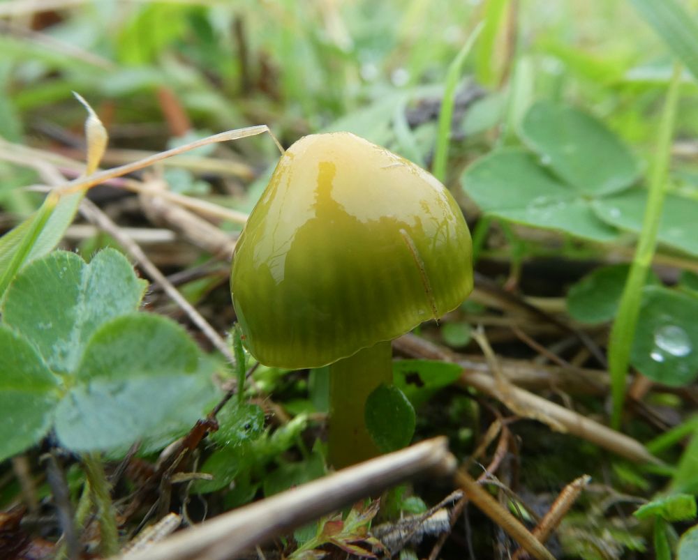 Parrot Waxcap, with Clover leaves for scale!