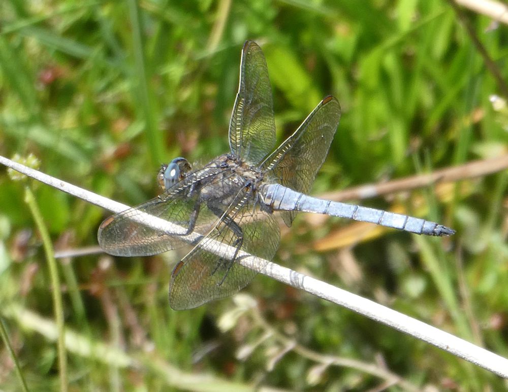 Keeled Skimmer, male.