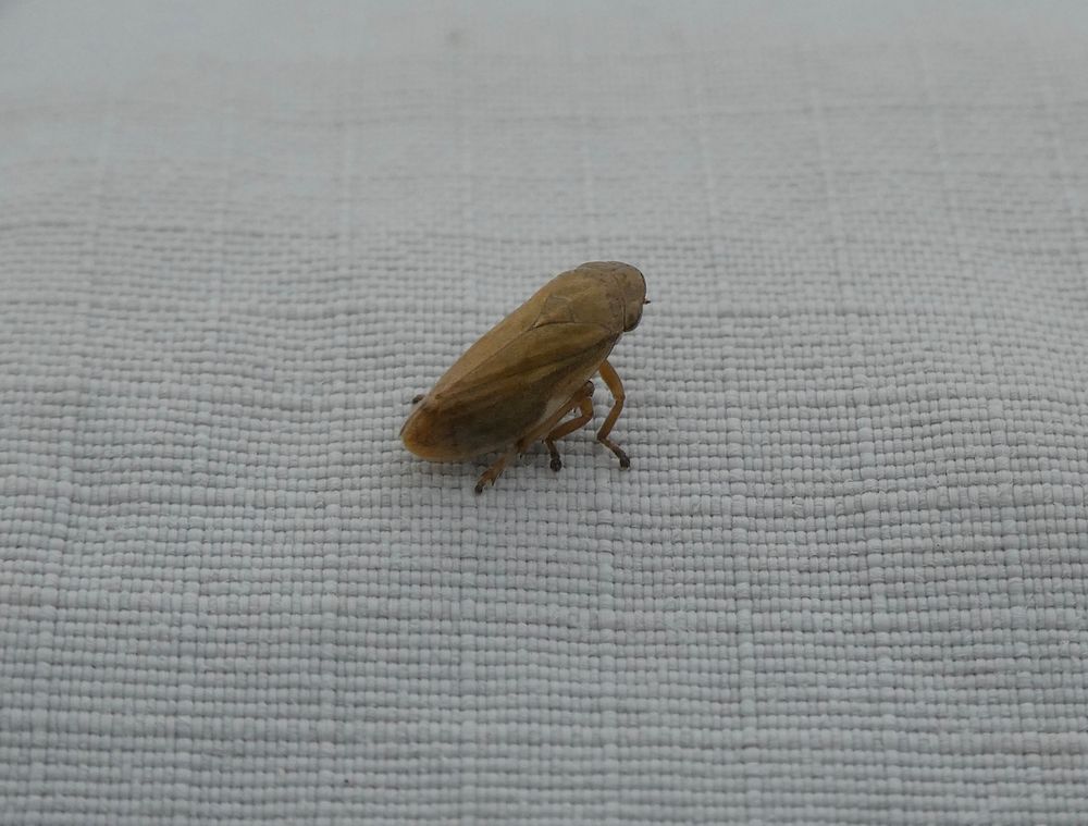 Lined Froghopper on me.