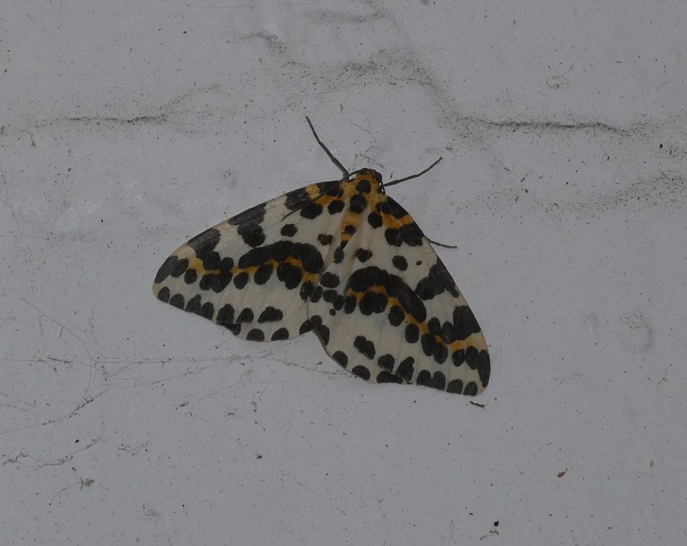 Magpie Moth.
A lot bigger and paler, with more {smashing Jaffa} orangey bits!