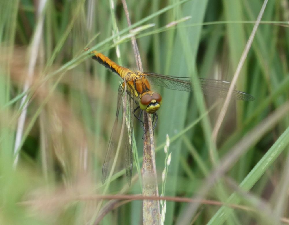 From the front; most obstructions {pesky grasses}, but best angle, I think.