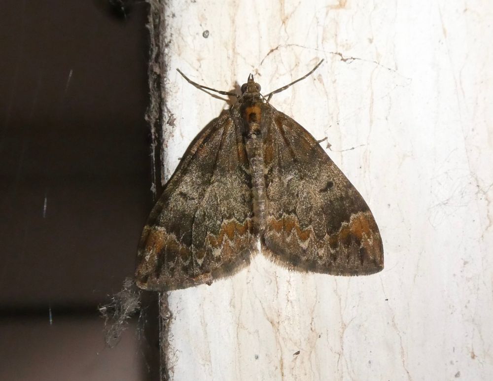 Common Marbled Carpet. Lots of variation in many carpet spp.