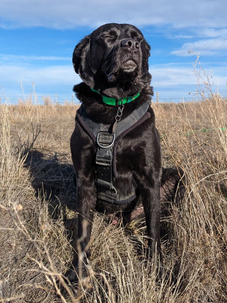 A black mixed breed dog sitting with his body facing the camera, but his face at a 3/4 view and his eyes squinting in the sunshine. He also has a large nose, droopy lips, and fluffy neck rolls. He is wearing a green collar and a black harness while in a dry field of grass and a blue sky behind him. 