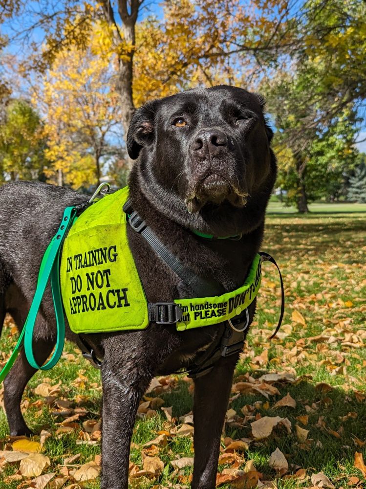 A black mixed breed dog standing at a 3/4 view but looking towards the camera. He has a large nose, droopy lip, fluffy neck rolls and one impaired eye. He is wearing a neon vest that says "in training do not approach" and has a green leash attached to his harness. The dog is standing in green grass with fallen leaves and the background shows trees with some leaves remaining. 
