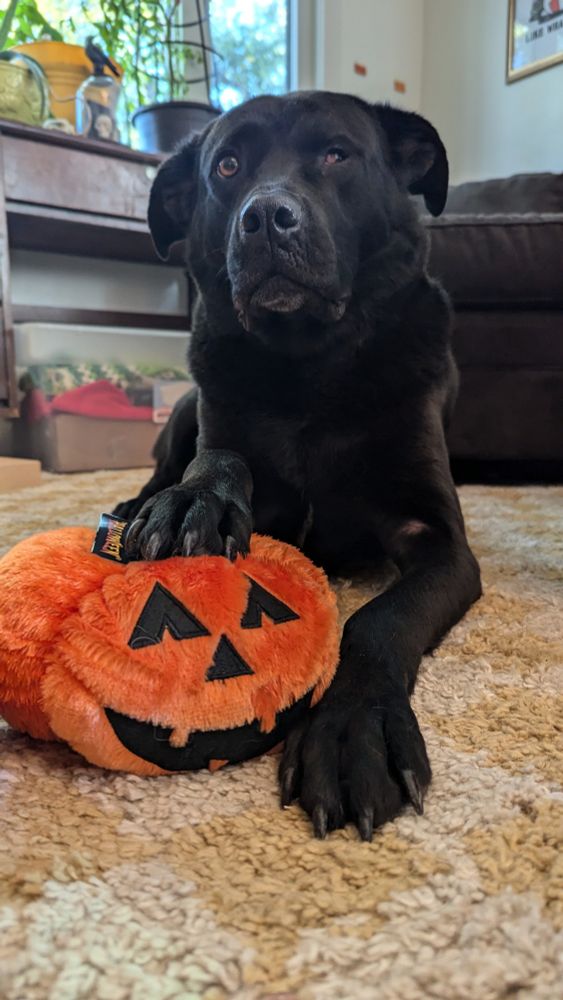 A black mixed breed dog laying down facing the camera with its paws extended further towards the camera. Under one paw is a jack-o'-lantern stuffed toy. The dog's face is at a slight 3/4 turn to the camera and he has droopy lips, pitbull type ears sticking out to the side, and one eye is impaired. 