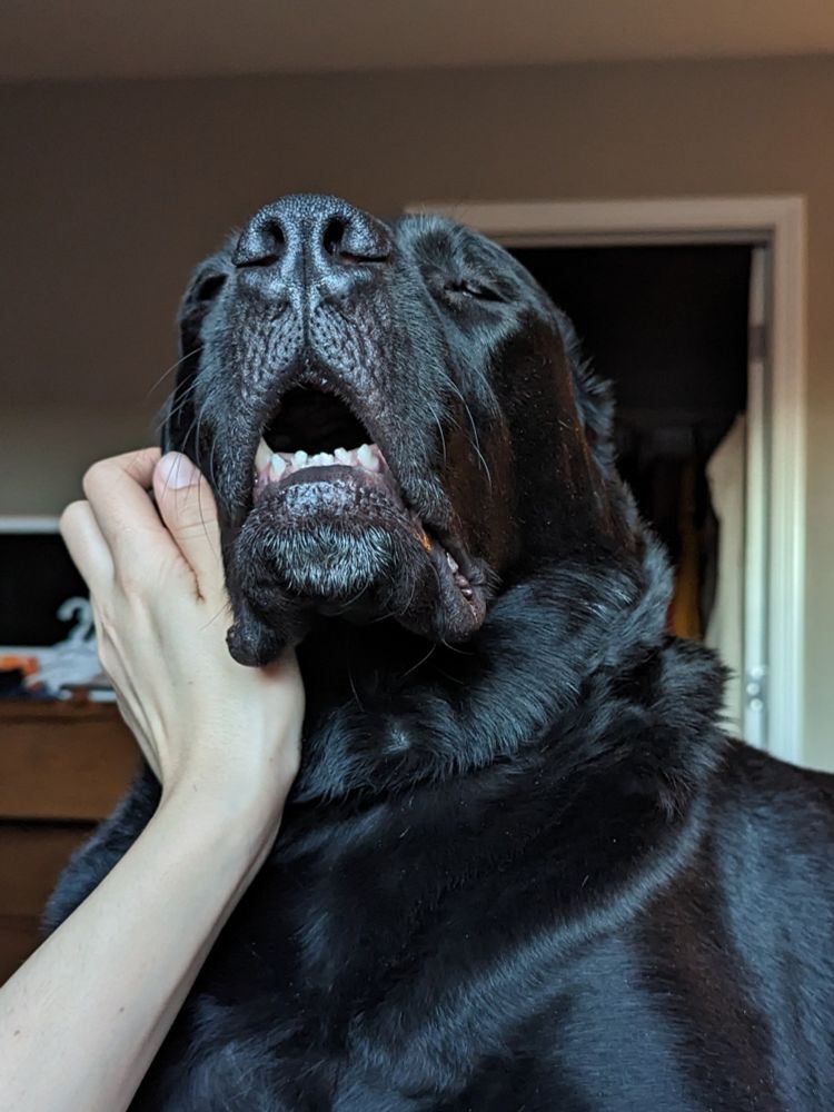 A mixed breed dog getting scratches on his cheek by a hand coming from out of frame. The dog is looking upwards with a large nose and droopy lips. His ears are completely flat against the sides of his head and his face is framed by fluffy neck rolls. A basic door frame and a dresser with a TV can be seen in the background. 