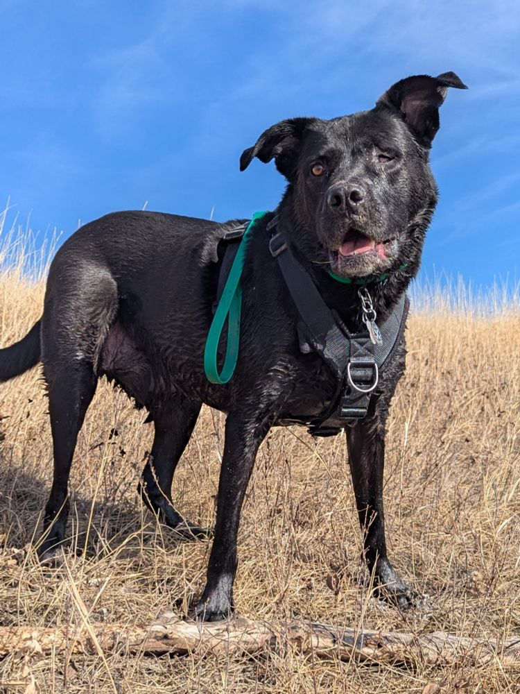 A mixed breed dog standing in long brown grass with his mouth open like he is panting. The dog has a large nose, droops lips around his mouth, fluffy neck rolls and perky pitbull shaped ears. He is also wearing a harness and collar with tags dangling. A large stick is laying on the ground in front of him. 