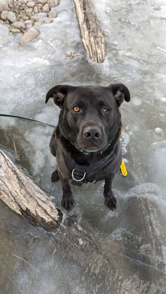 A black mixed breed dog sitting facing directly towards the camera. The photo is top down so his face is large and we can only see some of his chest, a black harness and his feet poking out. He is sitting on a frozen lake with trees previously fallen frozen underneath him. 