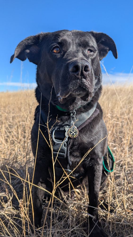 A mixed breed dog sitting in grass with his face looking past the camera at a 3/4 angle. The dog has a large nose, droopy lips, funky shaped ears, fluffy neck rolls and one impaired eye. He is wearing a harness and his collar is barely visible with tags dangling. 