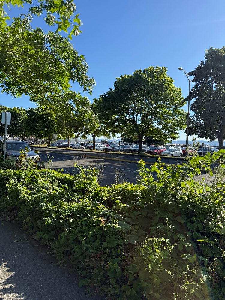 A completely full parking lot of cars at Golden gardens