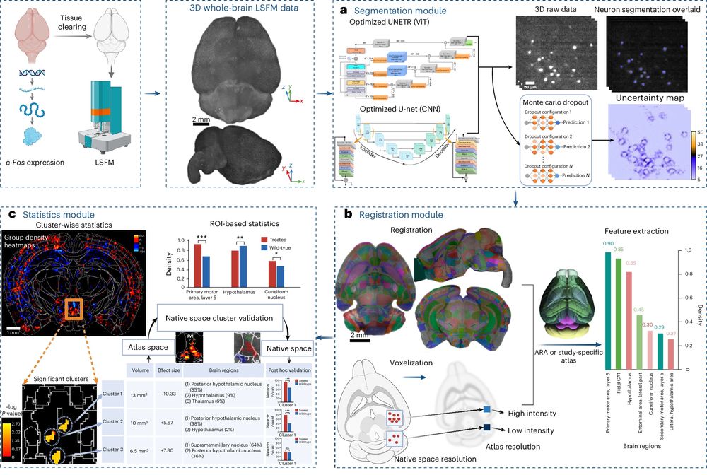 Fig. 1 a–c, Intact whole brains immunolabeled, cleared and imaged with LSFM were used as input to the ACE pipeline. a, Whole-brain LSFM data are passed to ACE’s segmentation module, consisting of ViT- and CNN-based DL models, to generate binary segmentation maps in addition to a voxel-wise uncertainty map for estimation of model confidence. b, The autofluorescence channel of data is passed to the registration module, consisting of MIRACL registration algorithms, to register to a template brain such as the Allen Mouse Brain Reference Atlas (ARA). High-resolution segmentation maps are then voxelized using a convolution filter and warped to the ARA (10 µm) using deformations obtained from registration. c, Voxelized and warped segmentation maps are passed to ACE’s statistics module. Group-wise heatmaps of neuronal density are obtained by subtracting the average of warped and voxelized segmentation maps in each group to identify neural activity hotspots. To identify significant localized group-wise differences in neuronal activity in an atlas-agnostic manner, a cluster-wise, threshold-free cluster enhancement permutation analysis (using group-wise ANOVA) is conducted. The resulting P value map represents clusters showing significant differences between groups. Correspondingly, ACE outputs a table summarizing these clusters, including their volumes and the portion of each brain region included in each cluster. 