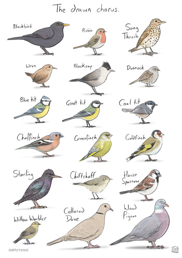 18 birds that contribute to the UK dawn chorus, starting with the earliest risers. Drawn by HappyToast