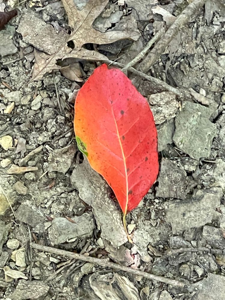 An oblong red leaf on a bed of dirt, twigs, and last year’s leaves