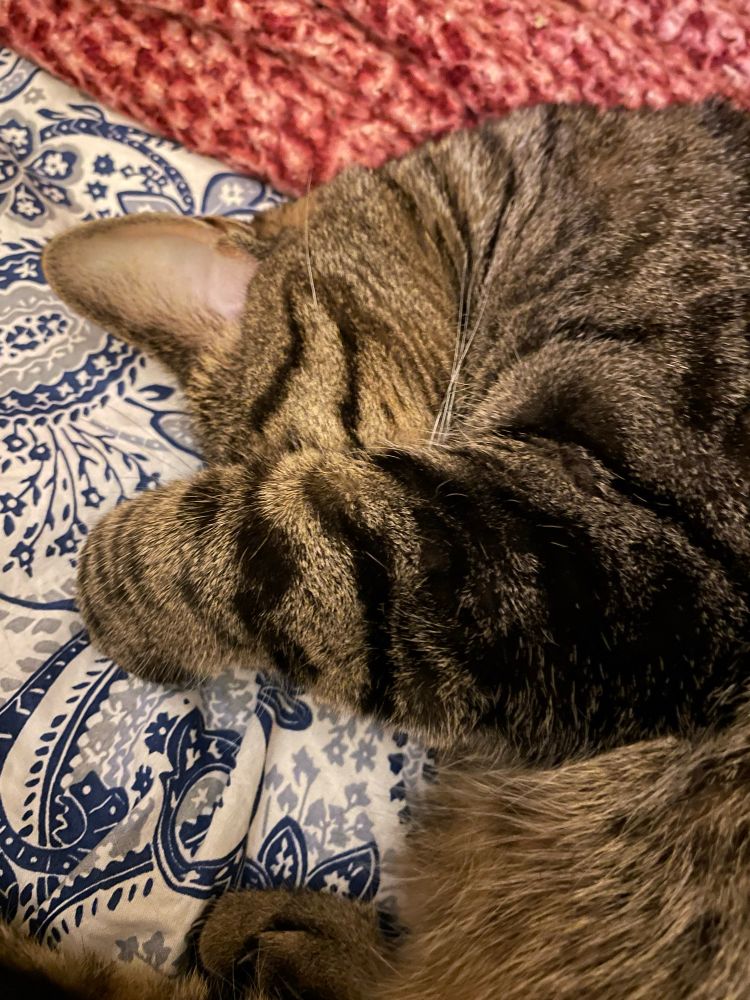 A light brown tabby cat asleep on a white and blue paisley duvet, with a pink blanket that looks disturbingly like ground beef behind her. Her front leg is over her nose.