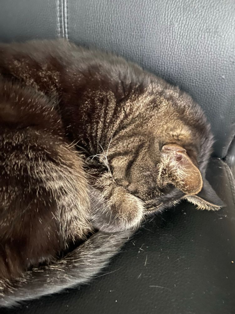 A dark brown tabby cat on a black desk chair. The cat is asleep with his tail by his nose, with a paw covering his eyes