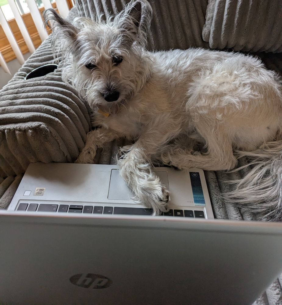 A grey dog lying on a grey sofa with one paw on the keyboard of a laptop 