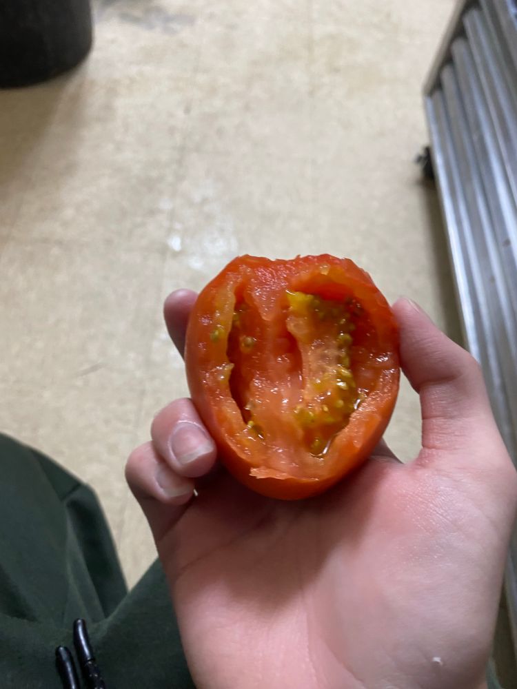A photo of a raw tomato with bites taken out of it. I’m eatings it. Yummy.