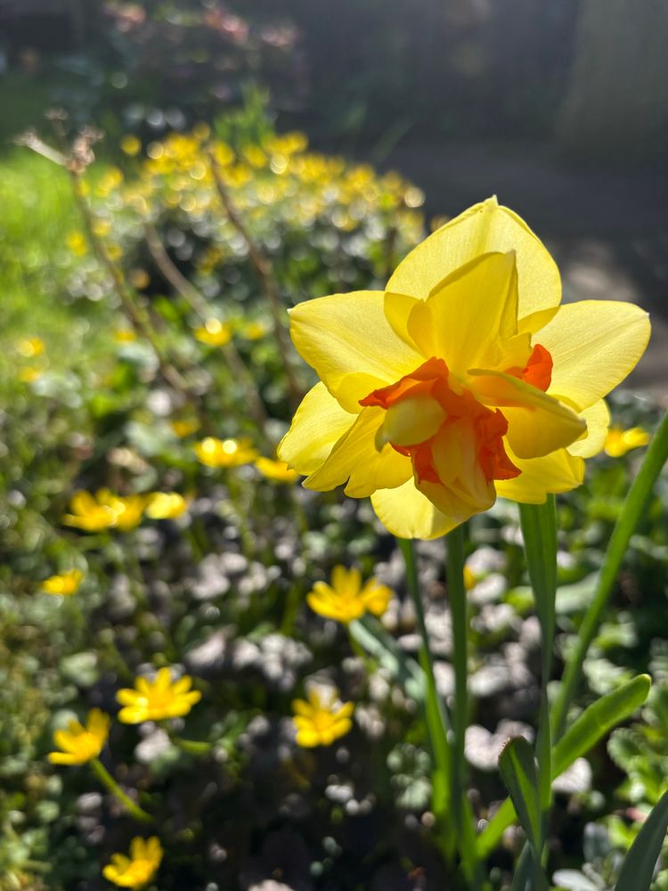 Sun shining through yellow double petal daffodil with inner petals orange 