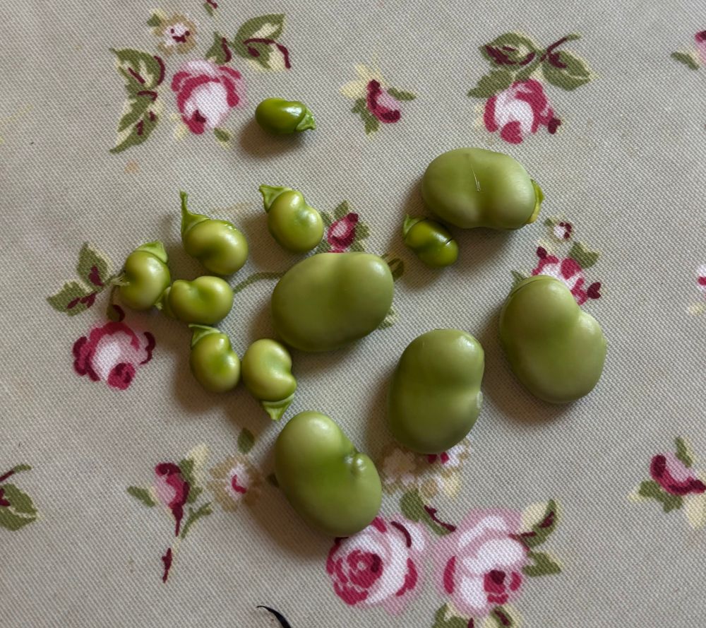 4 big butter beans and 8 small beans on a pink rose table cloth. The sum total of the harvest. 