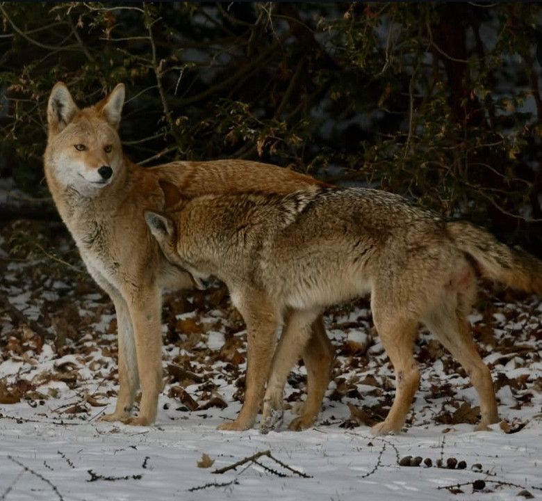 A picture of a wolf head butting another wolf in the side