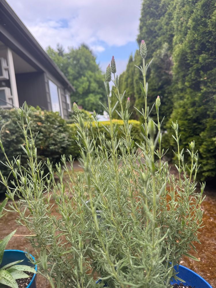 A Spanish lavender plant with over 20 new buds about to sprout. 