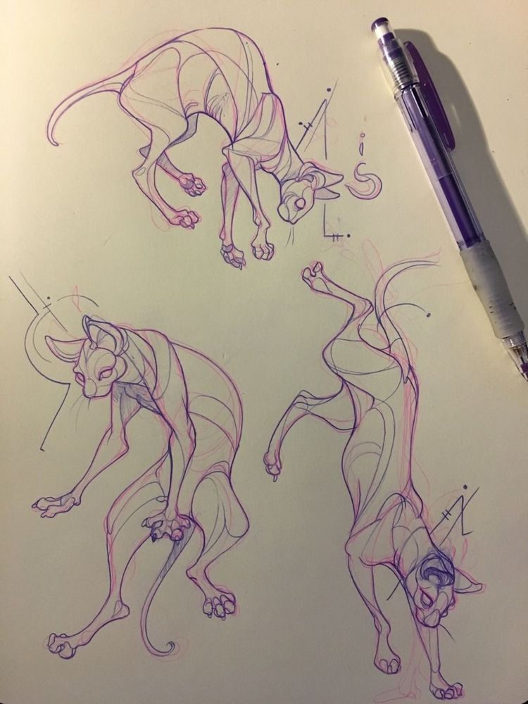 sketch page of sphynx cats 