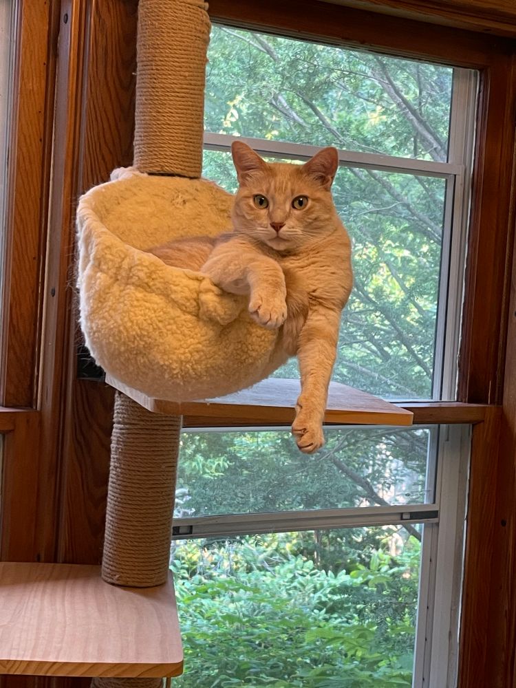 Buff cat scrunched up in a pouch